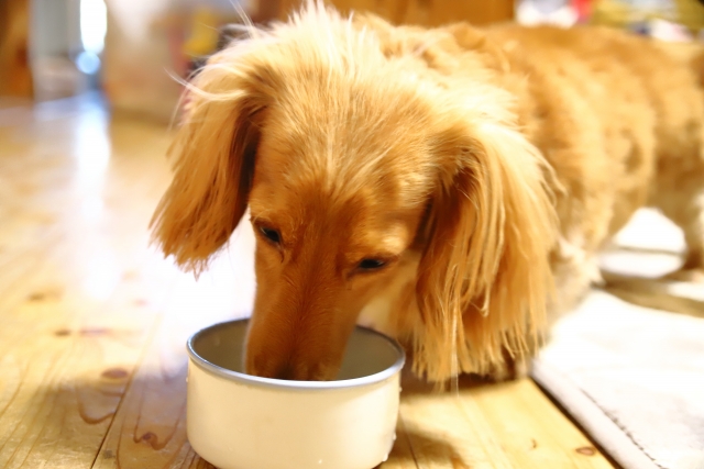 環境の変化やいつもとは違うフードの食べ過ぎなどによって一時的に便秘の状態になった犬の急性便秘の解消法