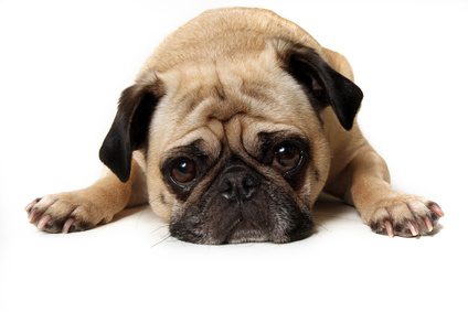 犬の便秘の原因は5種類。愛犬の便秘の原因をすばやく判断することが大切