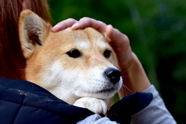 幼犬や高齢犬が抱える慢性的な便秘の解消法